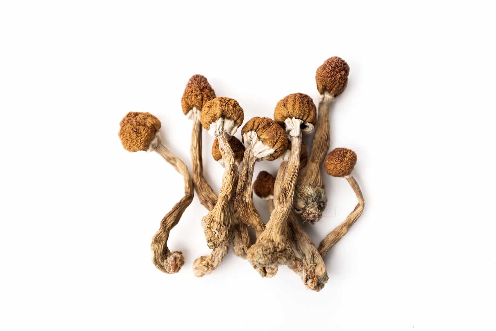 Psilocybin mushrooms